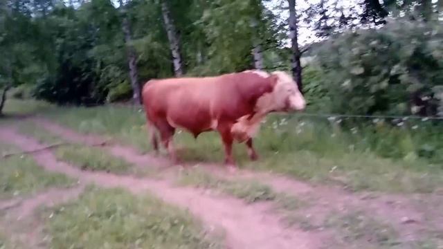 Бычки КФХ "Герефорд" смотреть онлайн