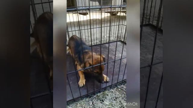 Отлов собак апрель 2022 (пос Тимофеевка) смотреть онлайн