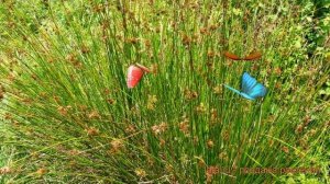 Ситник обыкновенный (sitnik-razvesistyy) ? обыкновенный ситник обзор: как сажать, саженцы ситника