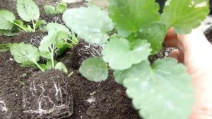 Перевалка виолы под зиму!!!