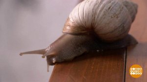 Тихо, тихо ползи, улитка, по склону Фудзи... Доброе утро. Фрагмент выпуска от 26.02.2021