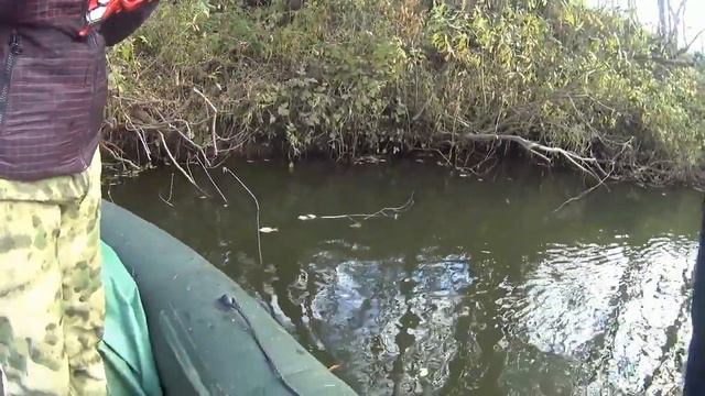 ЩУКА НЕ УСПОКАИВАЕТСЯ!+ЖЕРЕХ НА 130 воблер#жорщуки #щуканаспиннинг #малаярека #рыбалка