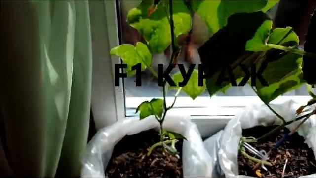 Урожай огурцов в начале Мая на подоконнике Выращивание огурцов в пакете