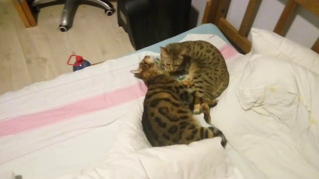 Коты ласкаются смотреть онлайн