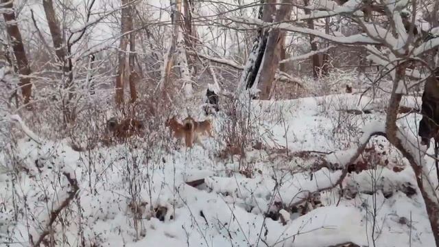 Охота на кабана с лайками из Удмурдского питомника ЗСЛ.