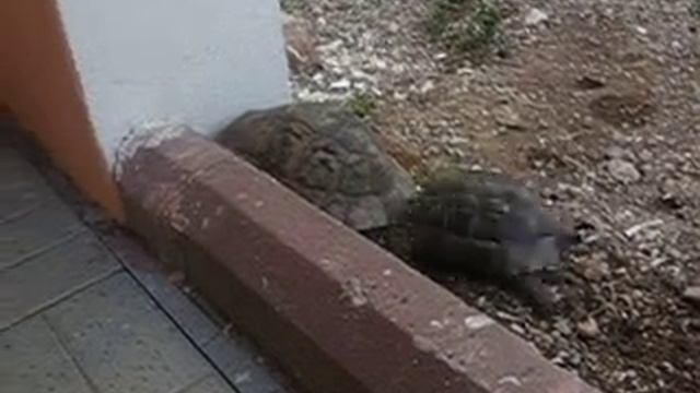 Черепахи, Let me in смотреть онлайн