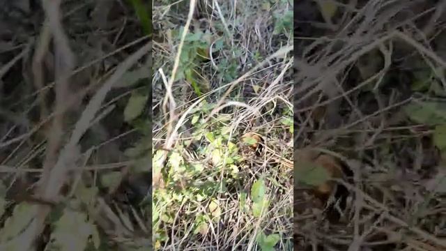 Маслята в Крыму, сбор грибов 2022,грибы Крыма смотреть онлайн