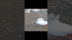 Брессгальские цыплята. Вывод 6.08.2024 г.