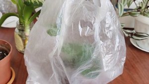 Атроска отырғызу. Гүл топырағы. Топыраққа үйрету. Гүлдер әлемі. Үй гүлдері