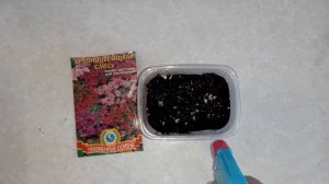 Посев цветов на рассаду