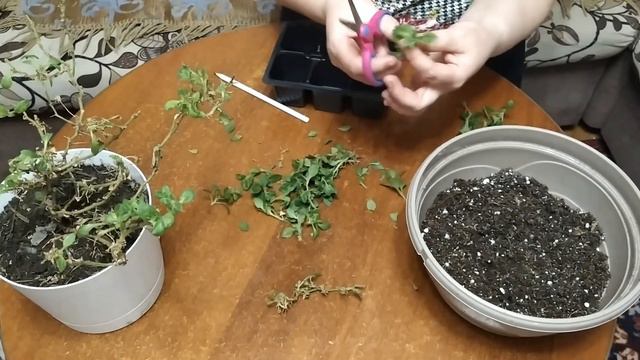 Черенкование вегетативных петуний, смотреть онлайн