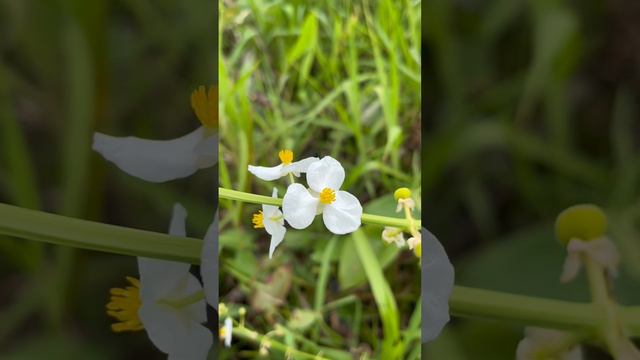 Rau mác, Từ cô dại - Sagittaria trifolia L. var. angustifolia (Sieb.) Kitagawa (5-523)