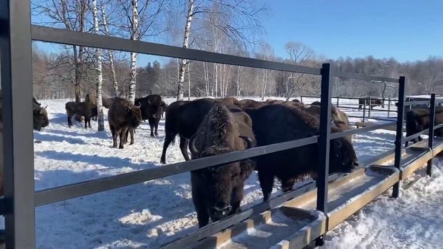 Едем в «Брянский Лес» смотреть онлайн