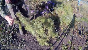 ?УКРЫЛИ РОЗЫ НА ЗИМУ ЕЛОВЫМ ЛАПНИКОМ. посадили чеснок и лук.