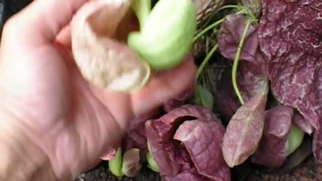 Wierd but Beautiful Rare Flowers - Aristolochia gigantica смотреть онлайн