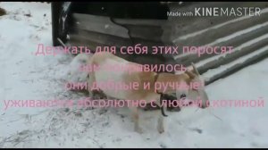 Вес вьетнамского поросенка в 7мес.20дней.