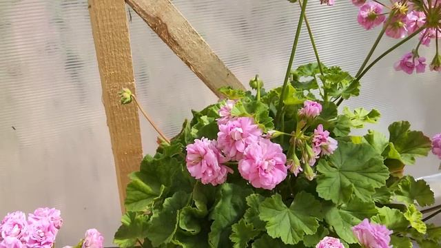 #563.Рубрика "моя любимая селекция" - ТА,Ю,Ириол. Описание сортов,мое мнение. смотреть онлайн