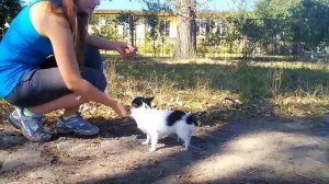 Как научить чихуахуа командам