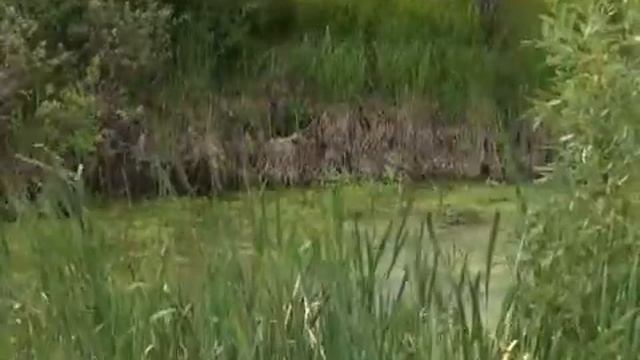 Kovrov TVC 150812 ПЕРЕСЕКИНО ГОТ ИСПРАВ смотреть онлайн