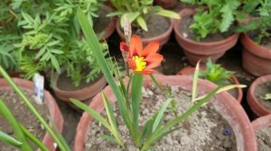 Sparaxis Tri-color Flowers blooms in Loving Spring at Asim Rooftop Garden | Harlequin Flowers