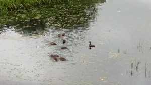 Дикие утки в Бумагинском канале.mp4