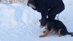Дрессировка щенка немецкой овчарки .Первые шаги