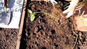 Монарда Размножение Посадка Полезные свойства
