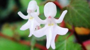 Топ 5 самых невероятных цветов мира