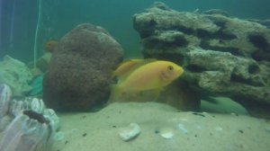 Ихтиофор, лекарство от манки, ихтика