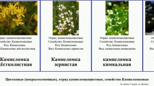 Цветковые (покрытосеменные), отряд камнеломкоцветные, семейство Камнеломковые камнеломка Астильба