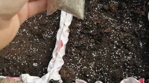 выращивание павловнии войлочной из семян