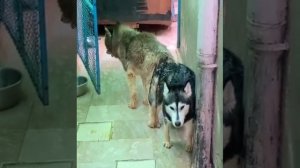 new dog mating season #animal  #animalcrossing  dog donkey horses xxx video # animal mx video new