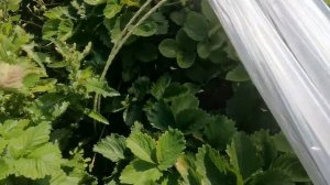 Земляника Викода. Отличный урожай!