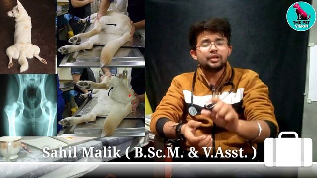 hip dysplasia in dogs treatment || causes & prevention || emergency treatment by. THE PET VISION смотреть онлайн