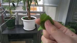 Редиска на балконе