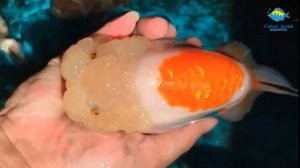10 Most Adorable Ranchu Goldfish - Amazing Goldfish