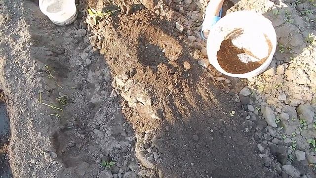 Как сажать рассаду перцев в грунт смотреть онлайн