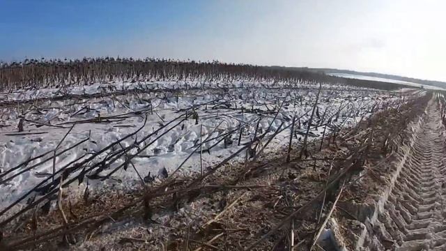 Уборка Подсолнечник.Зима 2023 смотреть онлайн