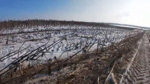 Уборка Подсолнечник.Зима 2023