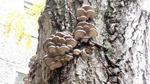 Как растет вешенка/грибы вешенки на дереве/oyster mushroom
