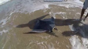 Пляжная рыбалка. Скат манта. Макрель.Beach fishing. Manta ray. Mackerel.