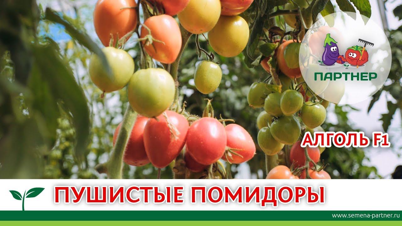 ПУШИСТЫЕ ПОМИДОРЫ - АЛГОЛЬ F1