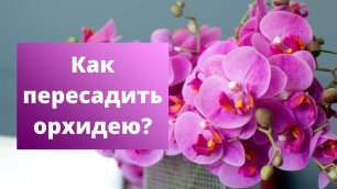 Спасаем ОРХИДЕЮ | Как ПЕРЕСАДИТЬ орхидею? Как УХАЖИВАТЬ за орхидеей?