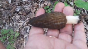 Грибы Краснодарского края и Адыгеи.Сморчок конический