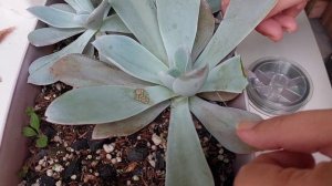 O SEGREDO da Suculenta Echeveria Cante!  cultivo, fazer mudas e ficar Gigante!!!