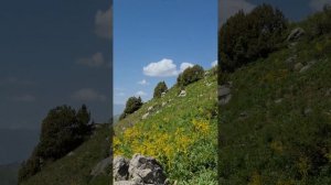 ДАШТИ ДЖУМ КУХИ ФРУШ.2022