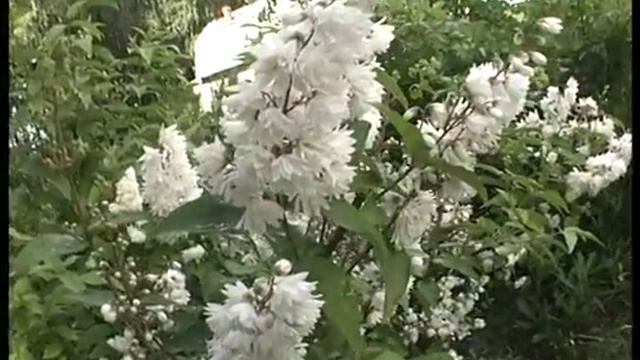 Диковинки в саду. Дейция подобна пушкинии смотреть онлайн