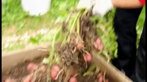 Выращивание картофеля в коробе под мульчёй