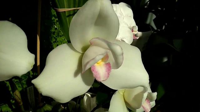 Lycaste Sumiyoshi 3N смотреть онлайн