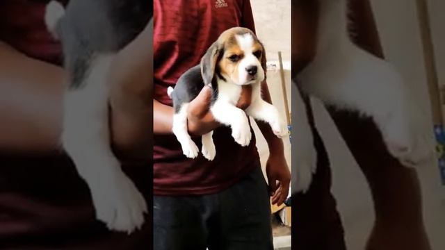 Quality beagle puppies available in Bangalore both male and female pups